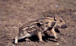 è�Ķ��ߺ���������(��ͼ)