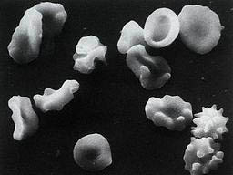 ϸ���޲�������(ͼ)