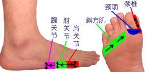 �������㲿��Ħ��(ͼƬ)