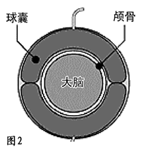 ͷ������Ӥ���������������ɹ�