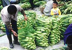 �����ճ�