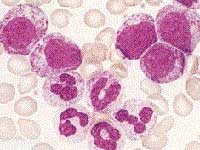 ������ϸ����Ѫ��