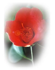 ɽ�軨--������Ʒ