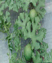 <B>���ͷ�θ��</B>