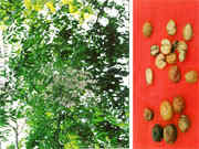 <B>��θ�͸���</B>