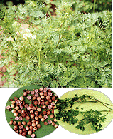 <STRONG><BR>宣毒发表汤</STRONG>