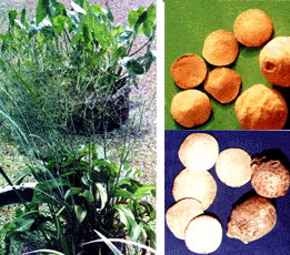 <STRONG>����к����</STRONG>