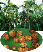 <BR><STRONG>��ҩ��</STRONG>