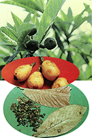 <BR><STRONG>�����</STRONG>