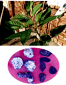 <BR><STRONG>½�������</STRONG>