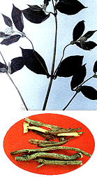 <BR><STRONG>��񲷽</STRONG>