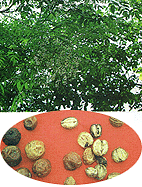 <BR><STRONG>������</STRONG>