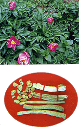 <BR><STRONG>��°�������</STRONG>