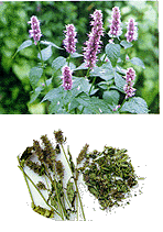 <BR><STRONG>С����к��</STRONG>