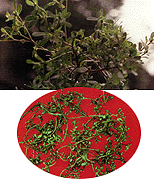 <BR><STRONG>��������</STRONG>