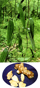 <BR><STRONG>���л��ϼ�</STRONG>