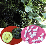 <BR><STRONG>����ɢ</STRONG>