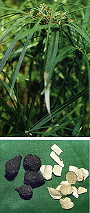 <BR><STRONG>����ͨ����</STRONG>