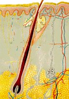 Ƥ����Ƥϸ��//