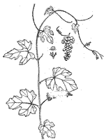 �������ѡ�Ұ���ѡ�ɽ���ҡ������ѡ��Ʋ��١�ɽ���ᡣ
/ɽ����//