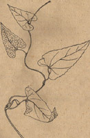 ��˳���������
/��ʨ��//