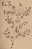 ����ѩ��Ʒ�ֲݡ���Ҷ�С������С������ࡢ�����ǡ������ҡ���Ҷ�ҡ������Ӭ�𡢴�Ų�Ӭ����������Ӭ����
/���Ż�//