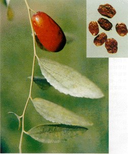 /大枣/红枣、小枣/补中益气/养血安神/