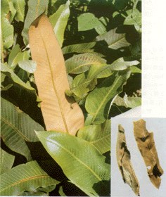 /庐山石韦/异芒果素/