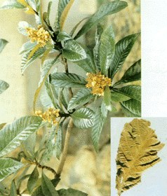 /����Ҷ/������߰(amygdalin)/���ȿ���/