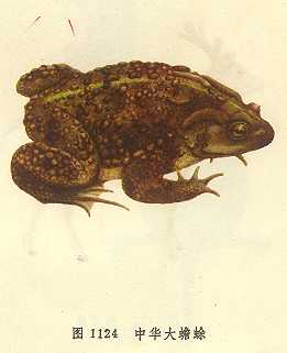 /�л������