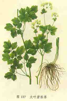 /��Ҷ���ɲ�