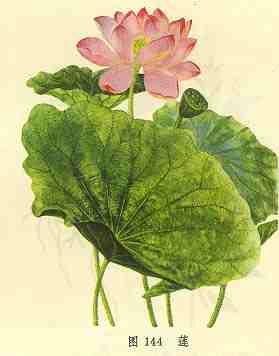 /��/����/��Ҷ/