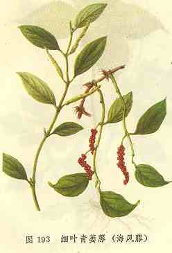 /ϸҶ�����ٺ�����