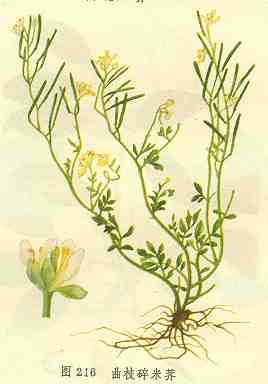 /��֦������