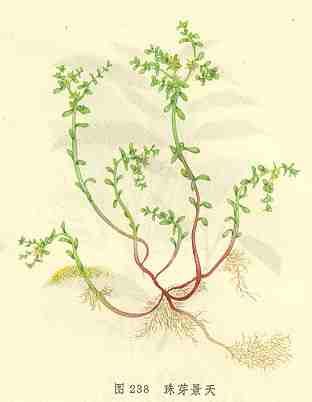 /��ѿ����