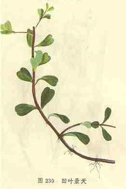 /��Ҷ����