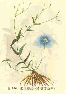 /���Ϸ���ǧ�����߲�