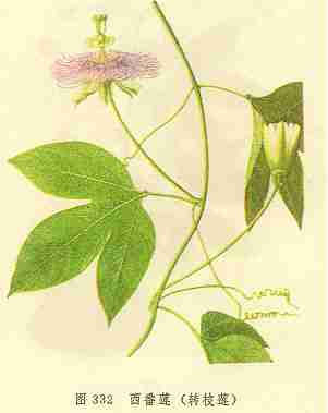 /������ת֦��