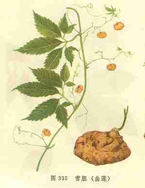 /ѩ������