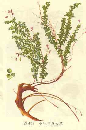 /СҶ������