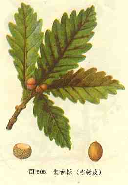 /�ɹ�������Ƥ