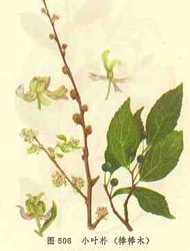 /СҶ�Ӱ���ľ