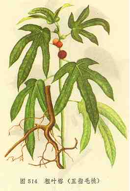 /��Ҷ����ָë��