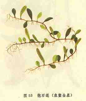 /��ʯ��������