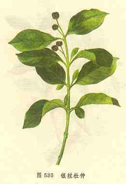 ��˿����