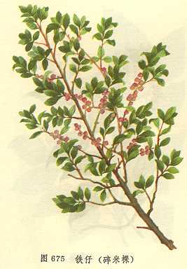 /�������׿�