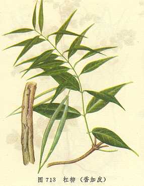 /�������Ƥ