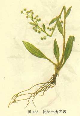 /����Ҷ�ö���