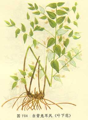 /�ױ��ö���Ҷ�»�