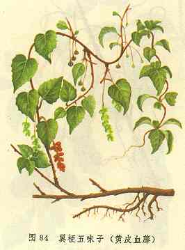 /������ζ�ӻ�ƤѪ��/����ζ��/����ζ��/